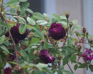 Une rose, un jour : Petite renoncule violette