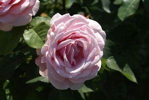 Une rose, un jour : Frédéric Mistral