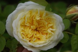 Une rose, un jour : The pilgrim