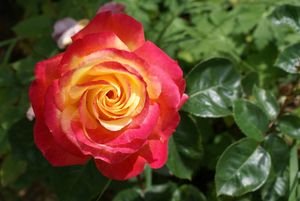 Une rose, un jour : Pullman Orient express