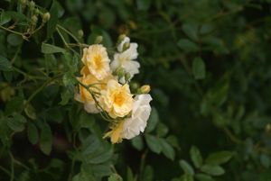 Une rose, un jour : Ghislaine de Féligonde