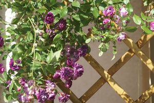 Une rose, un jour : Bleu magenta