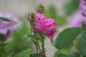 Une rose, un jour : Salet