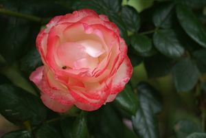 Une rose, un jour : La garçonne