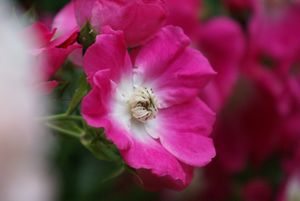 Une rose, un jour : American pilar