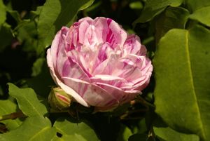 Une rose, un jour : Gros Provins panaché