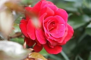 Une rose, un jour : Le grand huit
