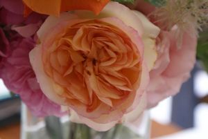 Une rose, un jour : Alphonse Daudet