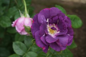Nouveauté et rachat : Rhapsody in blue