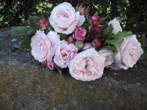 Nouveauté : Mme Alfred de Rougemont