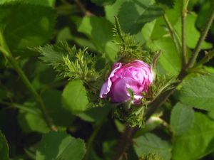 Nouveauté : Rosa centifolia cristata