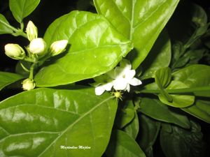 Je t'ai offert un jasmin