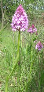 HISTOIRES D ' O ..... DES ORCHIDEES SAUVAGES