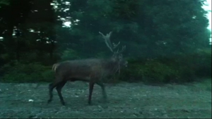 Animaux sauvages filmés