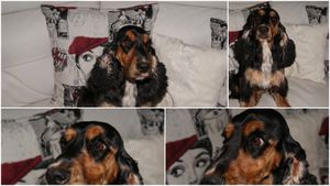 Notre Canelle