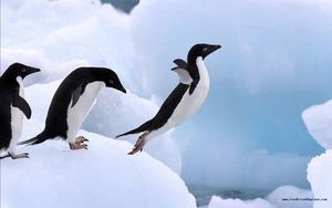 110. Le principe du petit pingouin - Apprenez à lâcher prise
