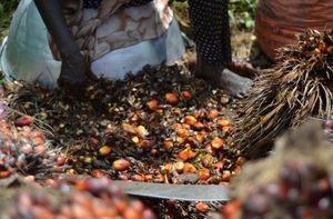 Olio di palma: ecco perchè tossico