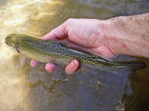 Trout Time!! Part 1 - Toc Party...