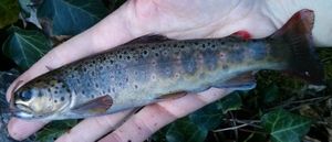 Trout Time!! Part 1 - Toc Party...
