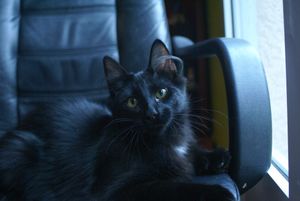 C'est un petit chat noir