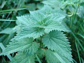 Goutte de chlorophylle