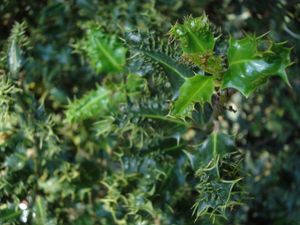 Goutte de chlorophylle