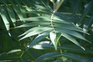 Goutte de chlorophylle