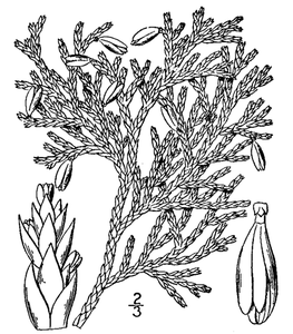 L’écho des palmiers : Le cèdre blanc d’Amérique (annedda)