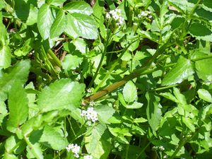 Les plantes potagères du capitulaire de Villis et du calendrier républicain