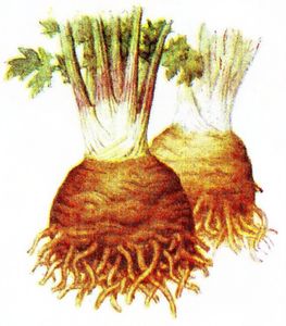 Les plantes potagères du capitulaire de Villis et du calendrier républicain