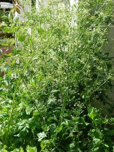 Les plantes potagères du capitulaire de Villis et du calendrier républicain