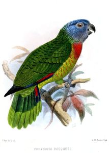 Les oiseaux menacés des Petites Antilles