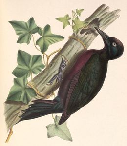 Les oiseaux menacés des Petites Antilles
