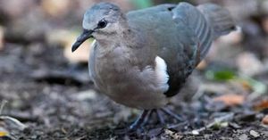 Les oiseaux menacés des Petites Antilles