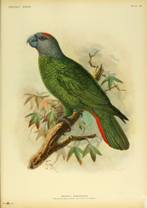 Les oiseaux menacés des Petites Antilles