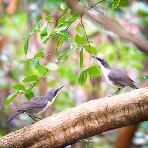 Les oiseaux menacés des Petites Antilles