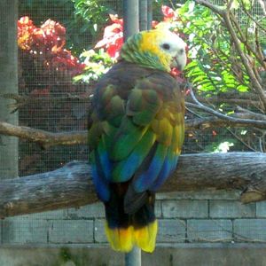 Les oiseaux menacés des Petites Antilles