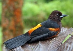 Les oiseaux menacés des Petites Antilles