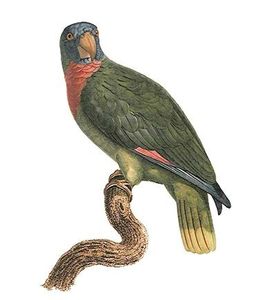 Les oiseaux menacés des Petites Antilles