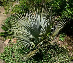 Mexique : Les Ixcatecos (Ixcatèques)