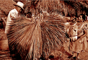 Mexique : Les Ixcatecos (Ixcatèques)