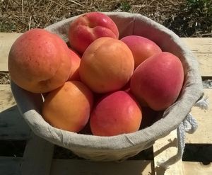 FRUITS ET LÉGUMES DE PAYS