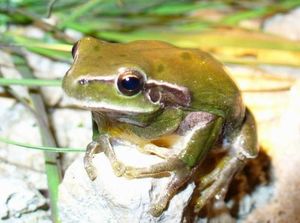 QUAND LA GRENOUILLE FAIT LA FÊTE