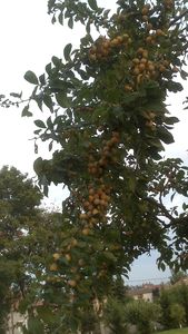 Mirabelles of Lorraine