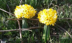 Spring time in Lorraine