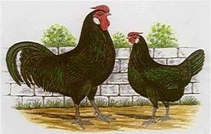 La poule noire de Janzé