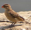 La chance au bout des ailes
