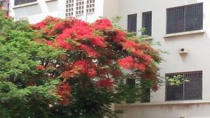 le flamboyant avant son abattage