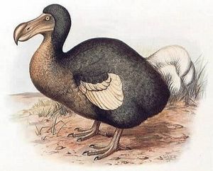 Découverte de Saint Pierre de la Réunion