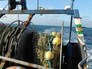 Poisson jusqu'à l'assiette